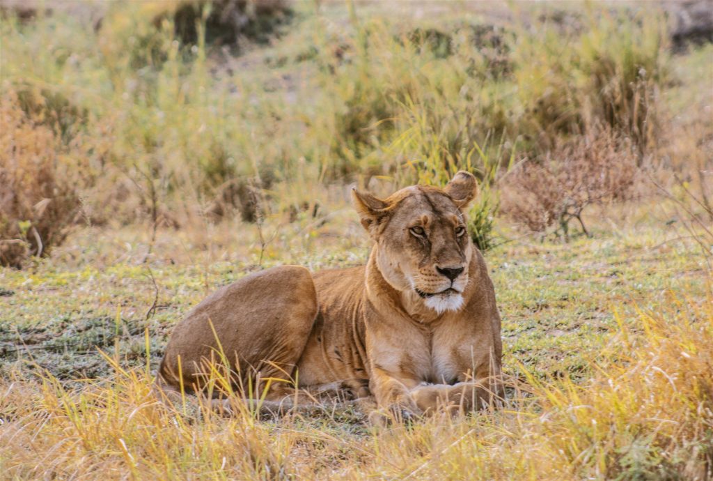 safari-tanzania-leona-serengeti