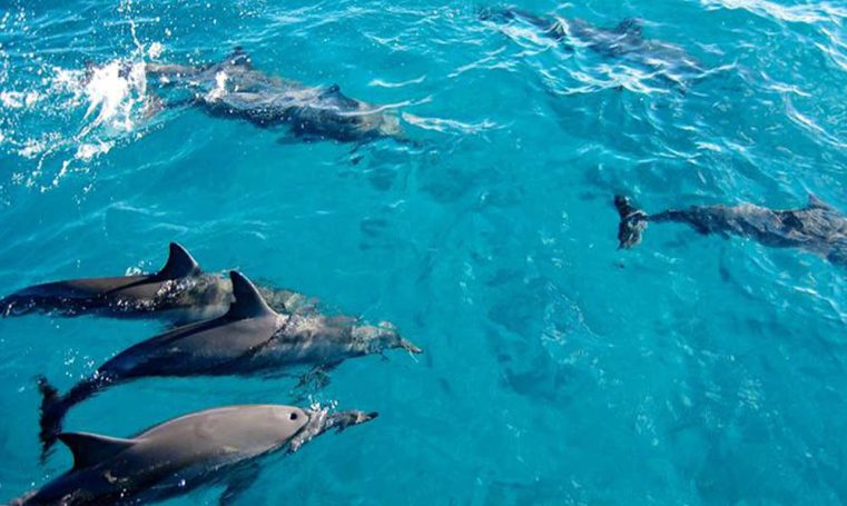 Kizimkazi-Dolphin-Tour-in-Zanzibar-03